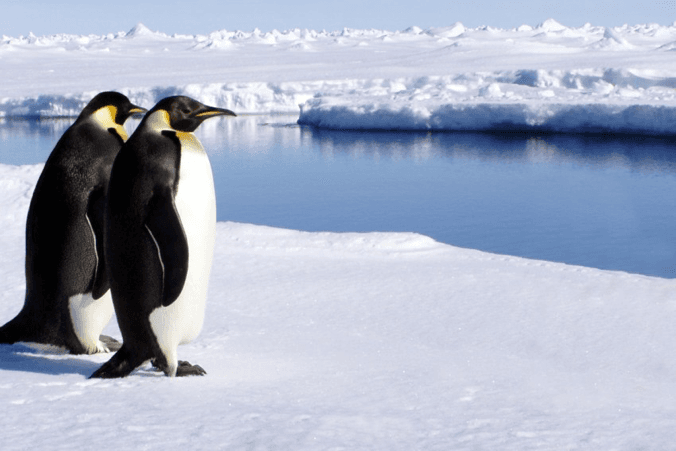 طائران من البطريق يتأملان المنظر أمامهما في هدوءٍ قُطبي ! القارة القطبية الجنوبية