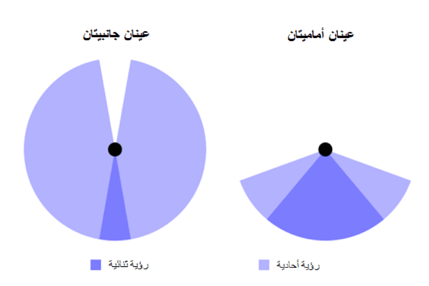 بصر الدجاجة