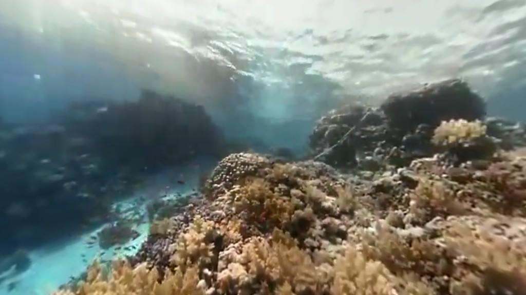 صورة360 من فيديو الغوص اسفل البحر الاحمر
