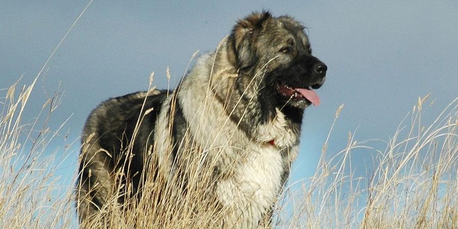 Caucasian Ovcharka - الأوفتشاركا أو كلب الرعي القوقازي