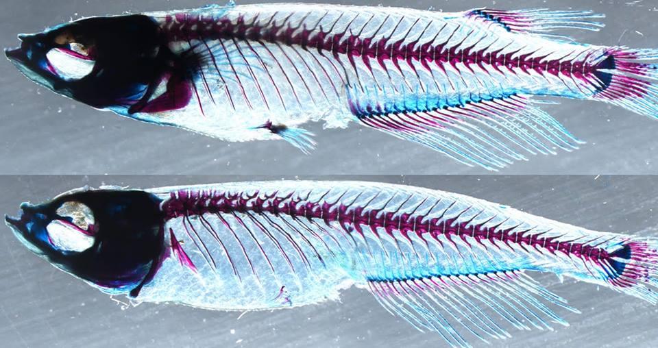 الصورتين لنفس السمكة بس اللي تحت فقدت الزعانف بتعتها بعد تعطيل الجين الخاص بهم.
