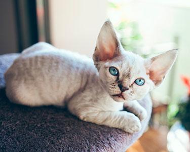 قط ديفون ريكس - أنواع القطط المنزلية