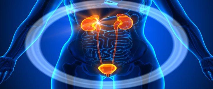 اختصاص المسالك البولية - الطب البشري