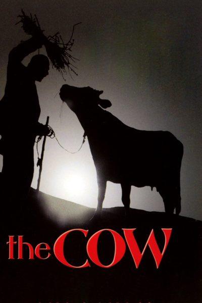 فيلم The Cow- أفلام إيرانية