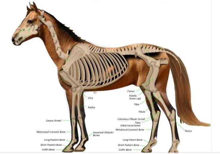 عظام الحصان الكثيرة في الساق