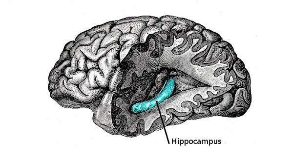 الأحلام - الهايبوكامبس - Hippocampus
