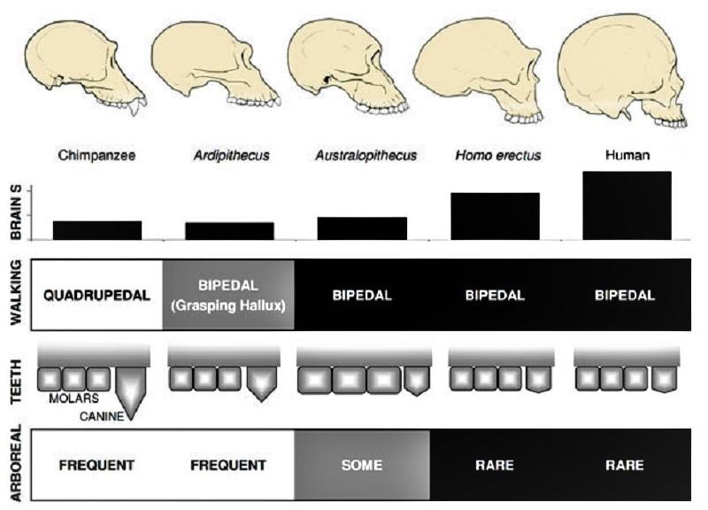 مقارنة بين الصفات المختلفة وشكل الجمجمة لدى الأجناس في عائلة Hominidae