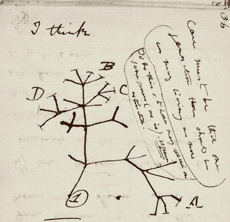 مخطط شجرة الحياة من دفاتر ملاحظات تشارلز داروين