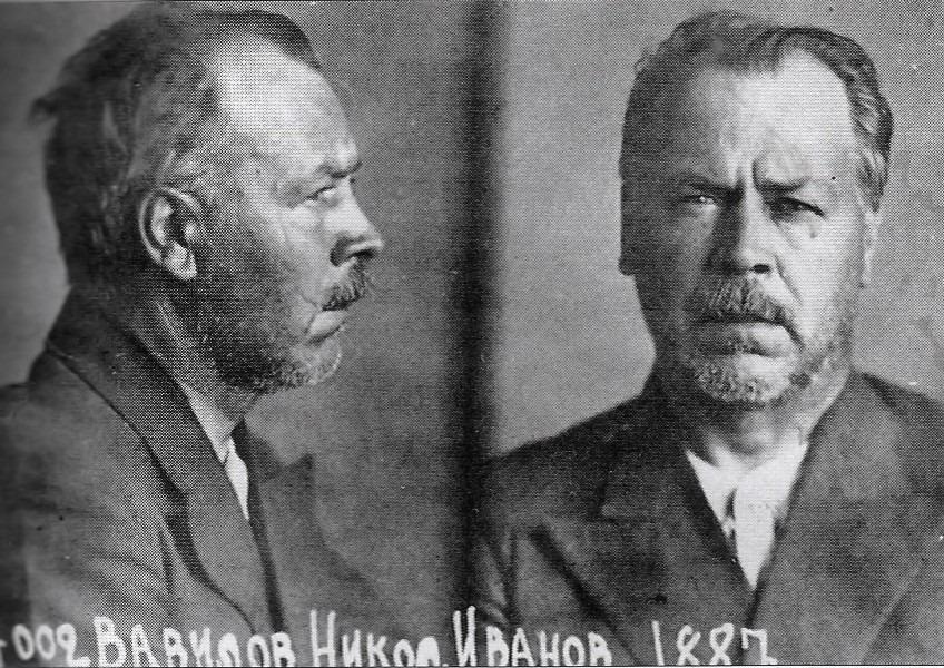 نيكولاي فافيلوف لينينغراد