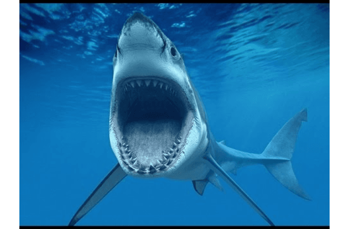 لماذا تهاجم أسماك القرش البشر