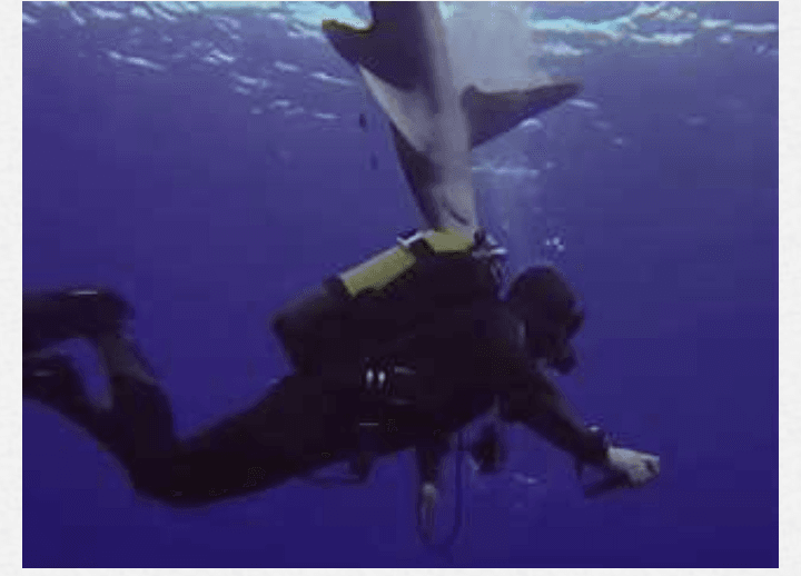 كيف تنجو من هجمات أسماك القرش
