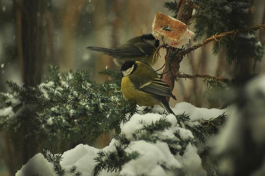 الطيور و الشتاء