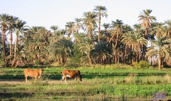 صورة من الريف المصري