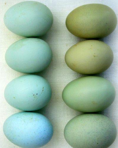 بيض أزرق أو أخضر مزرق