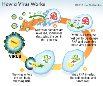 كيف تعمل الفيروسات