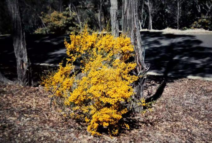أكايا بكسيفوليا (Acacia Buxifolia)