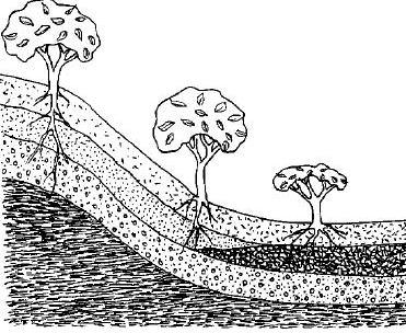 العوامل التي تحدد تعرية التربة