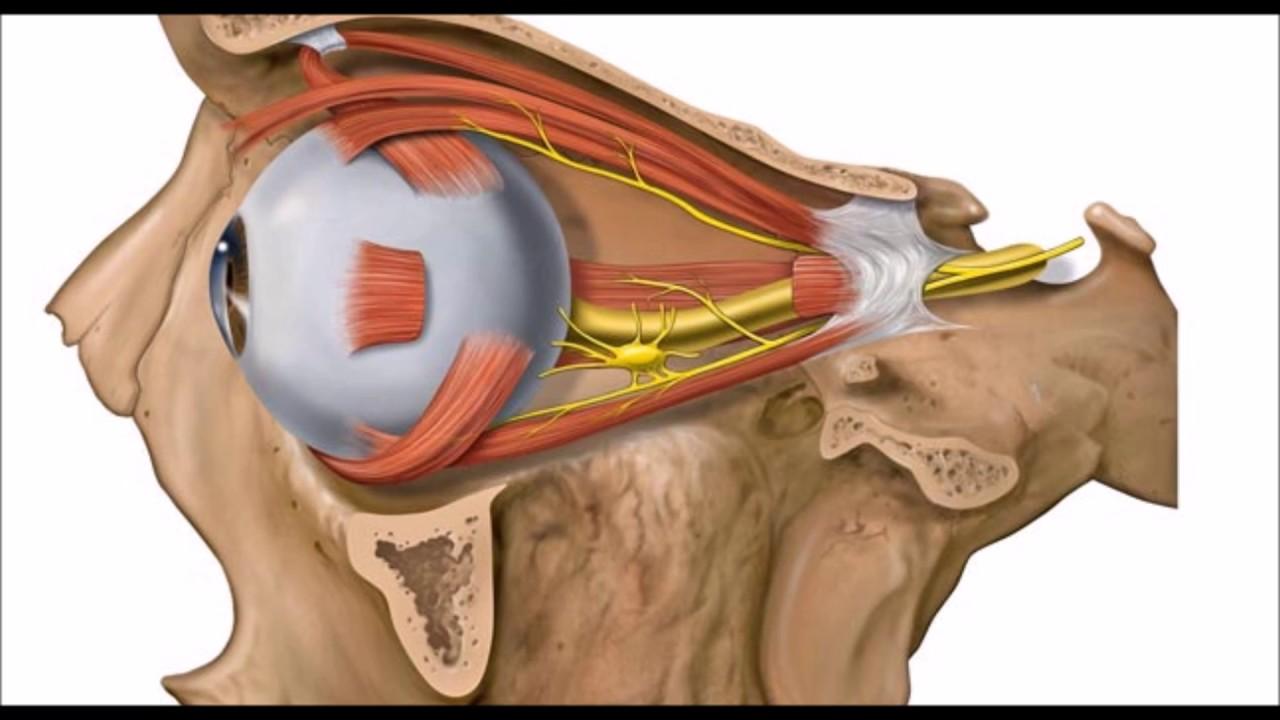 تشريح العين - صورة توضّح توضع العين ضمن التجويف العظمي والعضلات المحيطة بها والحرّكة لها