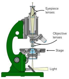 الاجهزة البصرية - المجهر الضوئي