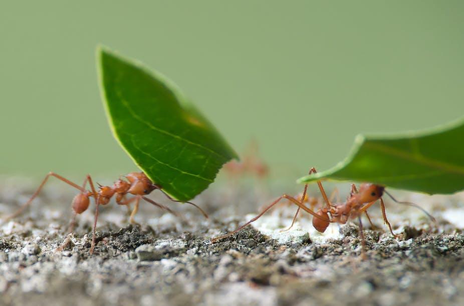 مخلوقات يمكنها النجاة من نهاية العالم - النمل