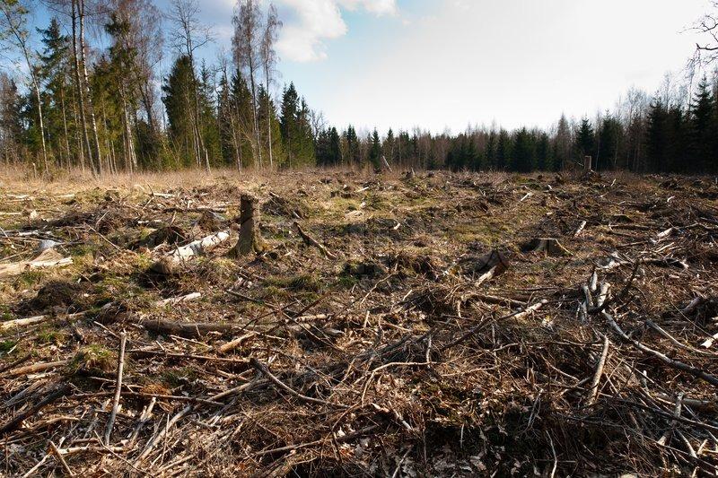 أخطار تهدد التنوع البيولوجي - تدمير الغابات