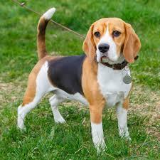 كلب البيغلز (Beagle)