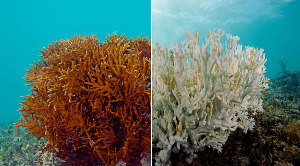 موت الشعاب المرجانية