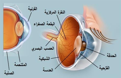 صورة توضّح طبقات كرة العين ومكوّناتها المختلفة