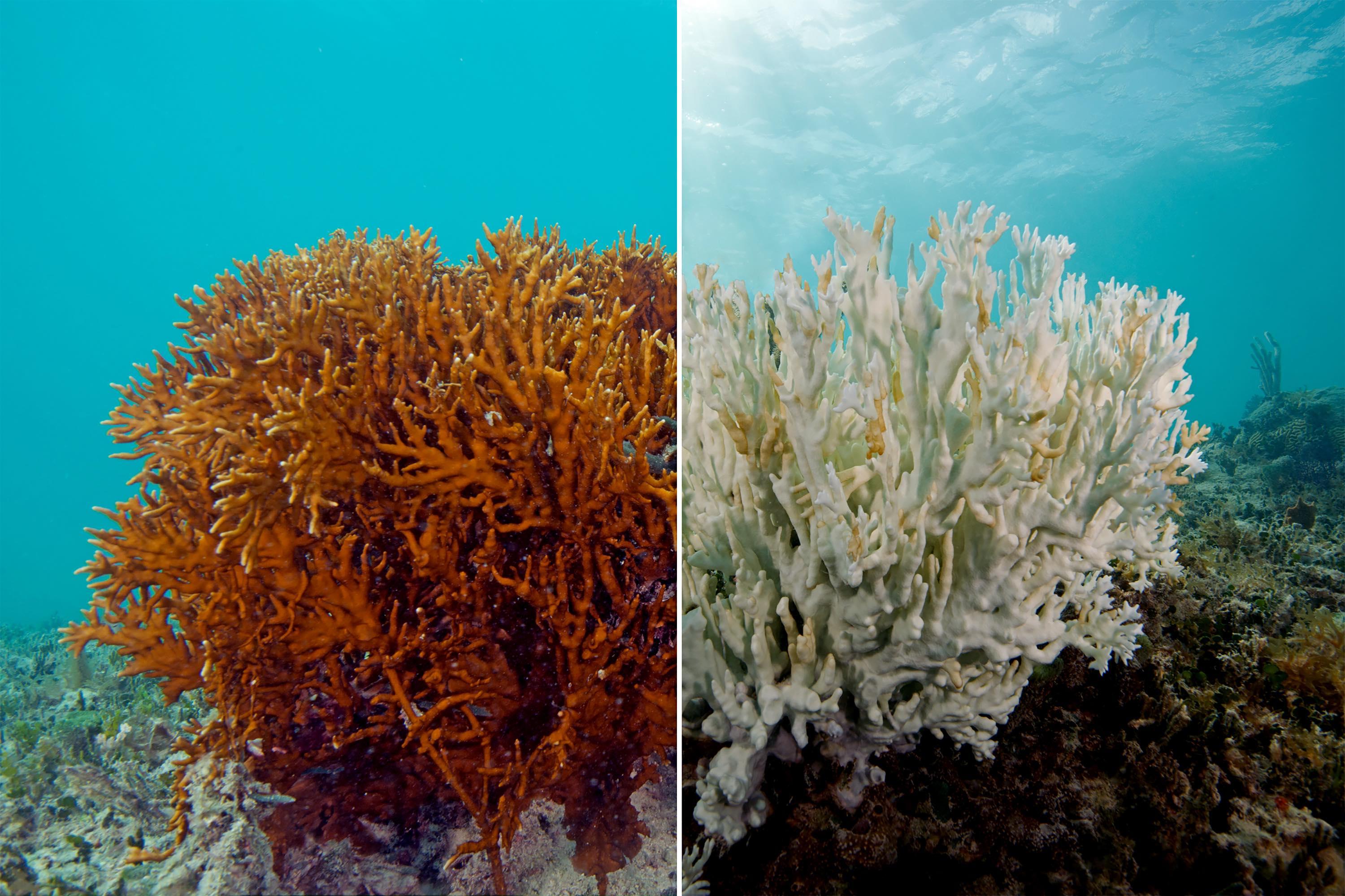 تبييض المرجان (Coral Beaching)