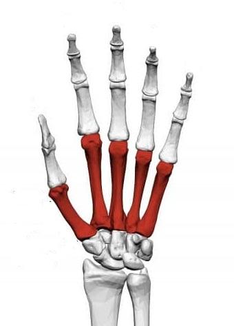 عظام اليد
