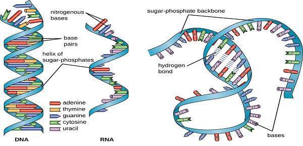 الفرق بين DNA و RNA في البنية الهيكلية