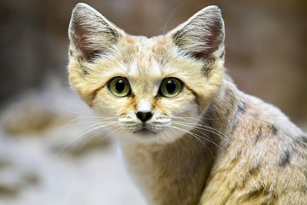 السنوريات - القط الرملي (Felis margarita)