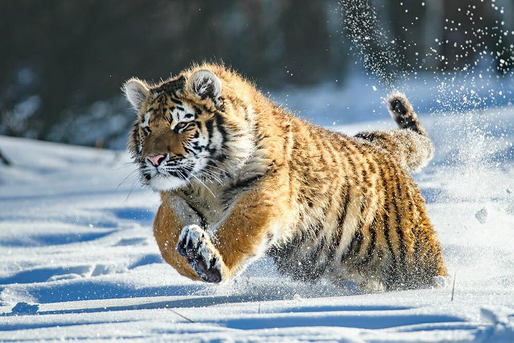 النمر (نمر دجلة) Panthera tigris