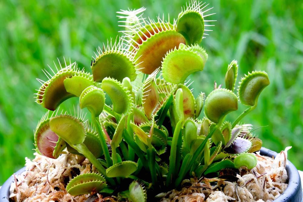 النباتات المفترسة - صائدة الذباب Venus Flytrap