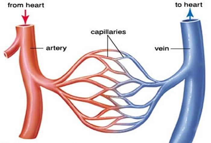 الأوعية الدموية