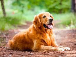 انواع الكلاب - كلب الصيد أو المستردّ الذهبي (Golden Retrievers)