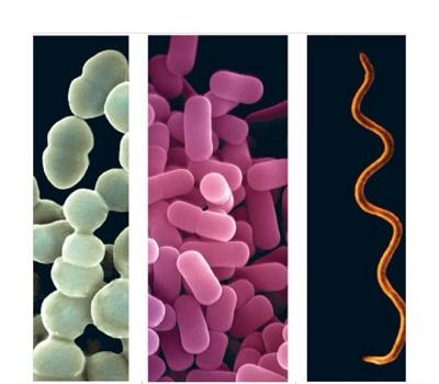 أنواع البكتيريا