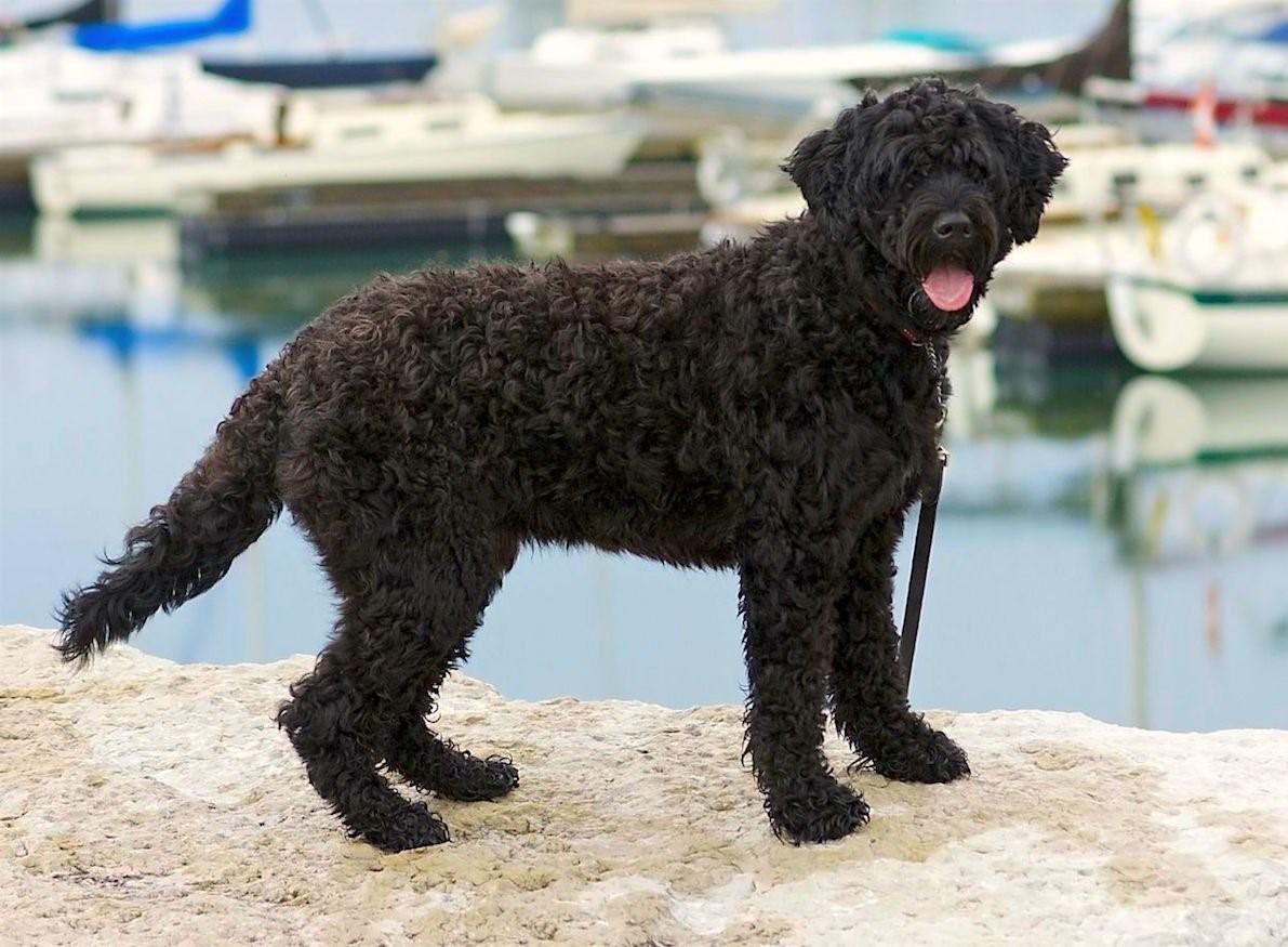 انواع الكلاب - كلب الماء البرتغالي (Portuguese Water Dog)