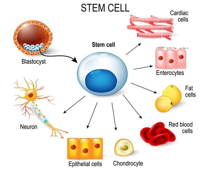 انواع الخلايا