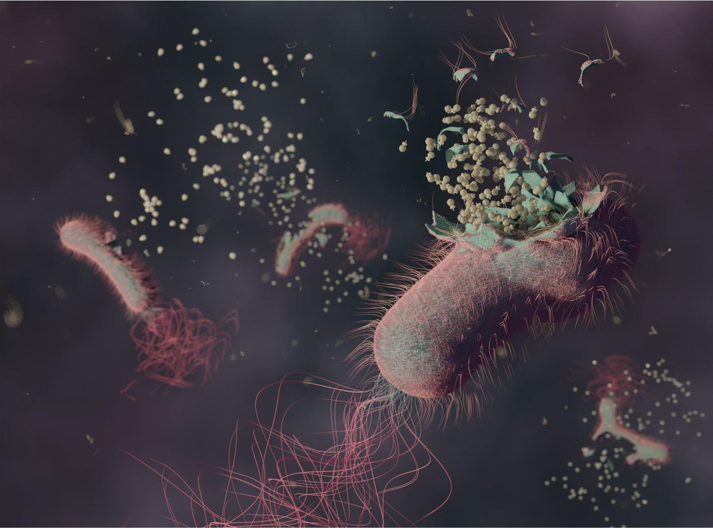بمجرد انفجار البكتيريا، تتحرر العاثيات الجديدة لتصيب مزيدًا من البكتيريا