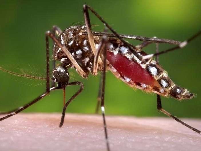 طفرة الحماية من الملاريا