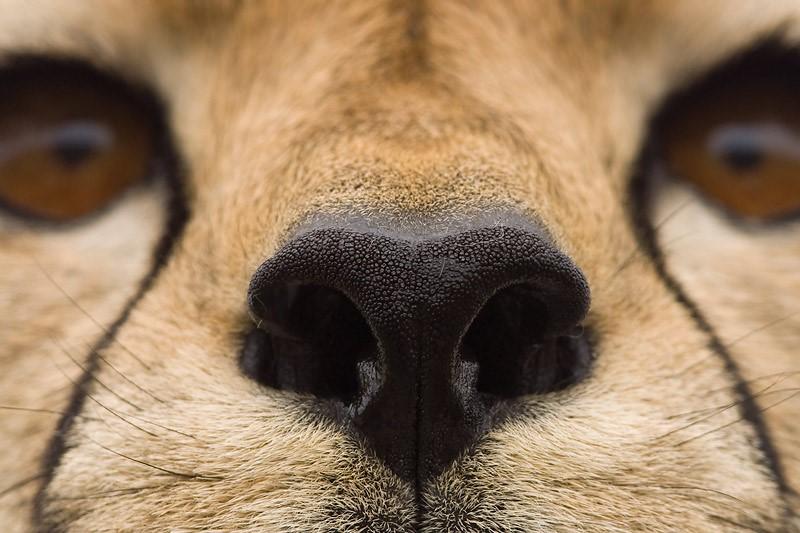 حقائق علمية مدهشة لا تعرفها عن التركيبة البيولوجية لحيوان الفهد الصياد