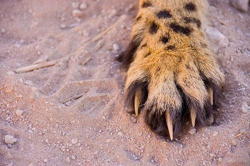 حقائق علمية مدهشة لا تعرفها عن التركيبة البيولوجية لحيوان الفهد الصياد