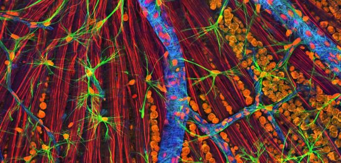 75d720e1Retina-neurons-and-cells-by-NIGMS-702x336