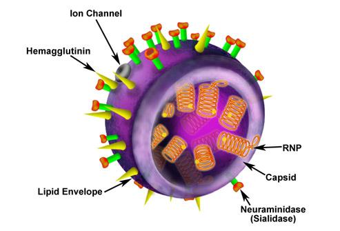 بنية فيروس إنفلونزا الخنازير