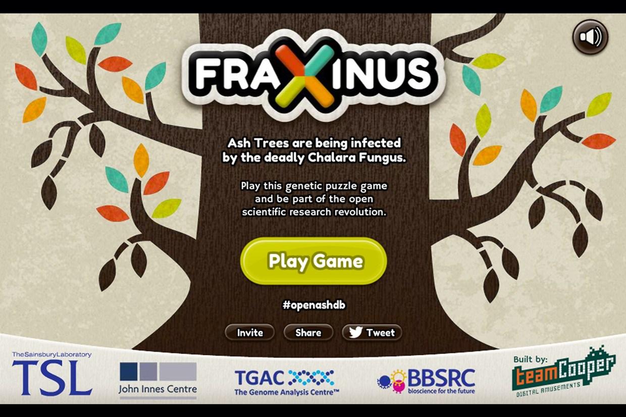fraxinus2