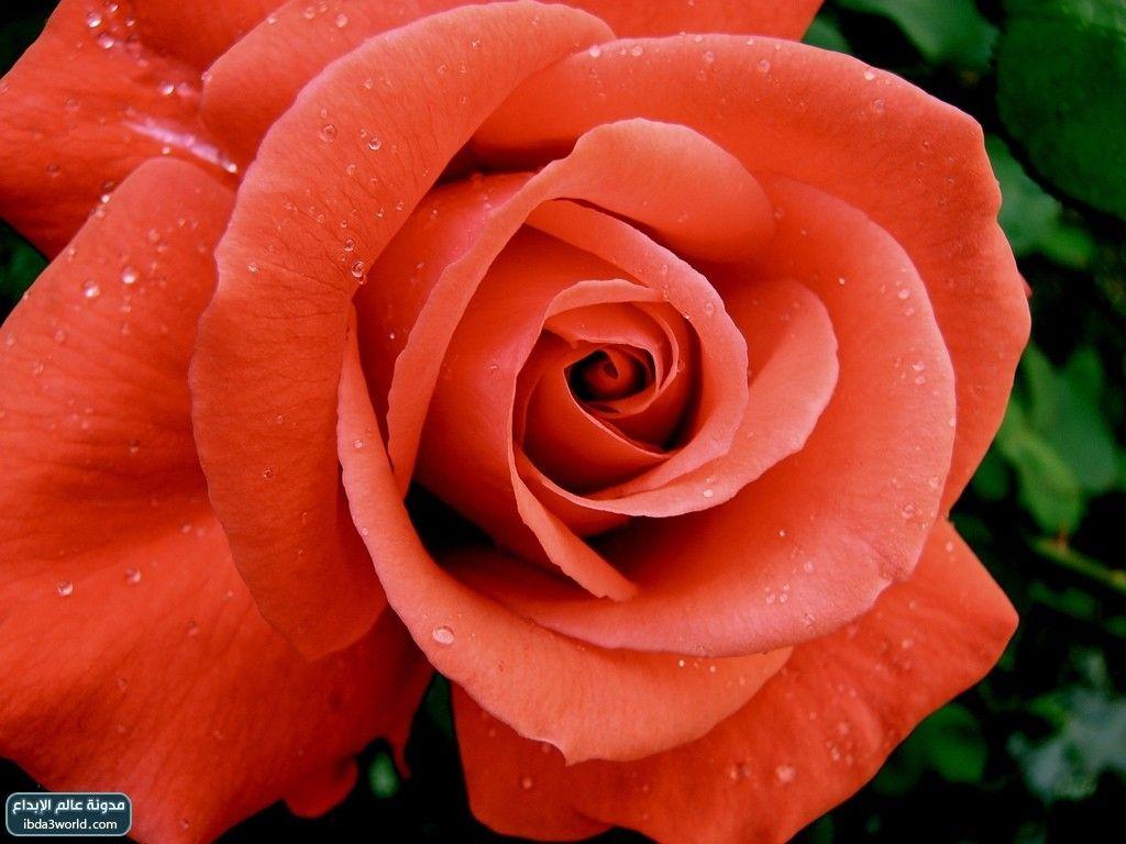 الورد Rose