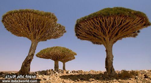 جزيرة سُقطرى – اليمن