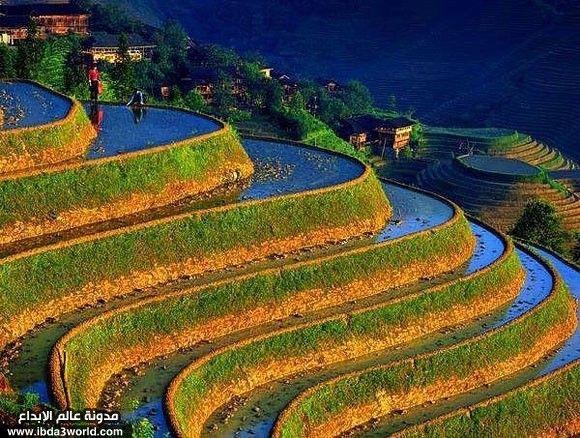 مُدرجات مزارع الأرز في الفلبين
