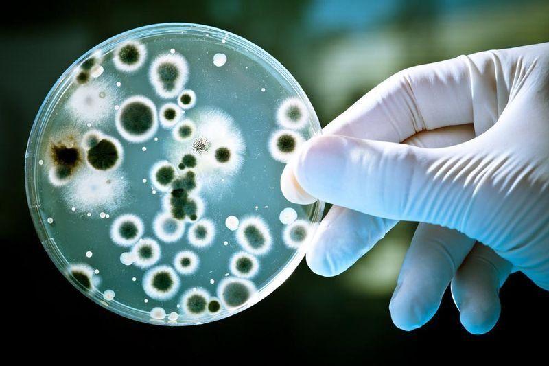 موازن الجراثيم Microbial Balancer